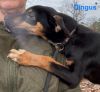 Dingus photo 5