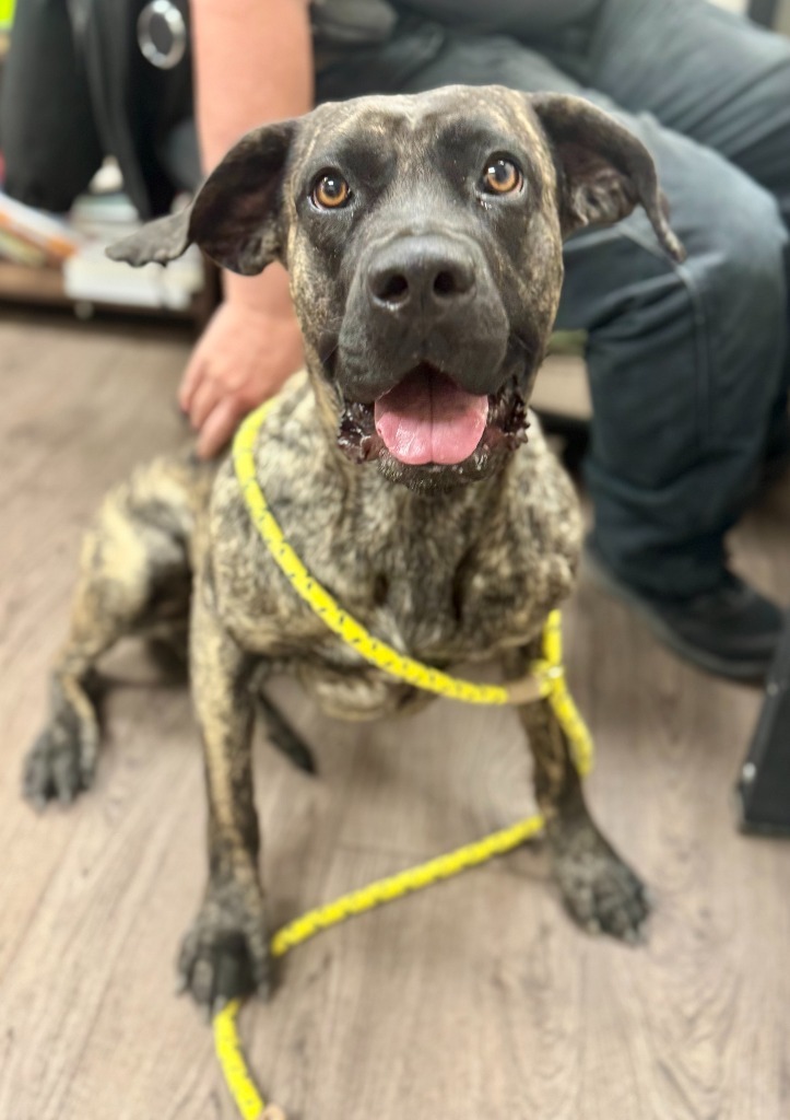 Sunshine, an adoptable Mastiff, Mixed Breed in Gillette, WY, 82716 | Photo Image 1