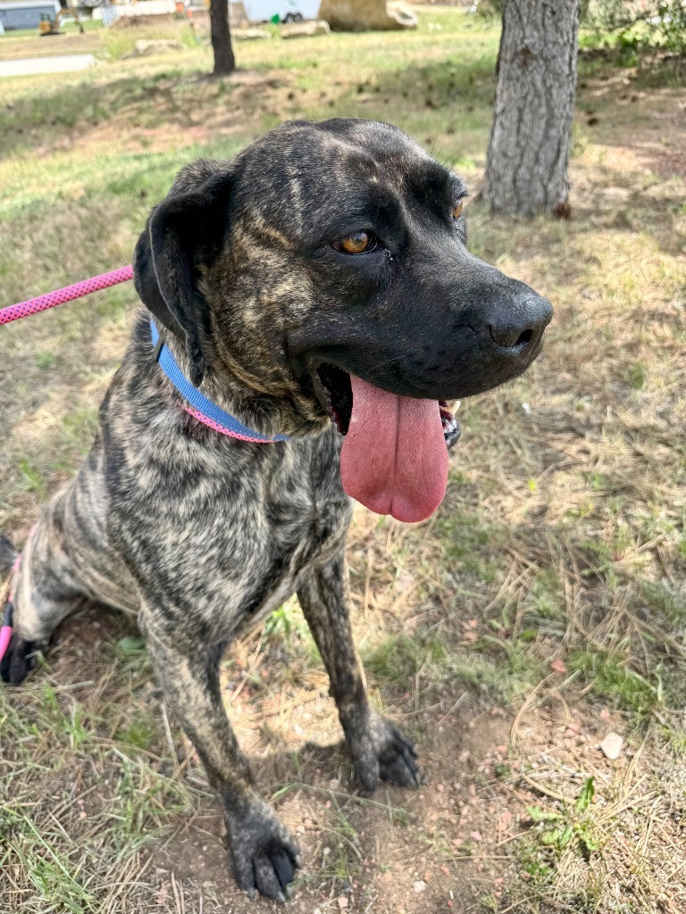 Sunshine, an adoptable Mastiff, Mixed Breed in Gillette, WY, 82716 | Photo Image 2