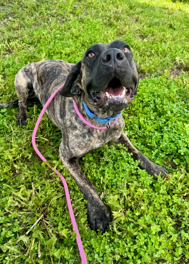 Sunshine, an adoptable Mastiff, Mixed Breed in Gillette, WY, 82716 | Photo Image 3