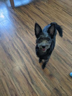 This girl is a playful companion ready for anything She plays well with her sister and her foster f