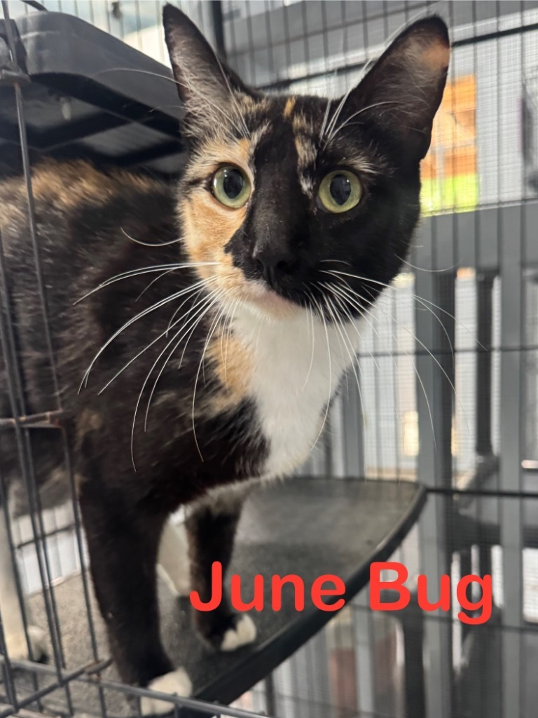 June Bug 25