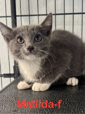 Matilda 25, Baby Female Tuxedo