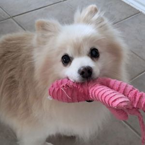 Abbott, Adult Male Pomeranian
