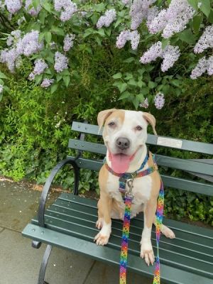 There is an adorable video of me on TikTok Click here to experience the cuteness My foster wrote 