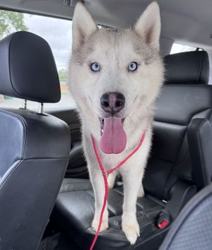 Weve Got Great News Despite being hit very hard by a car our boy Hoosier has left the vet this