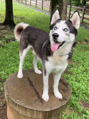 Please welcome Cicero -Your Future Adventure Buddy to the Releashed Rescue pack Cicero is a stunnin