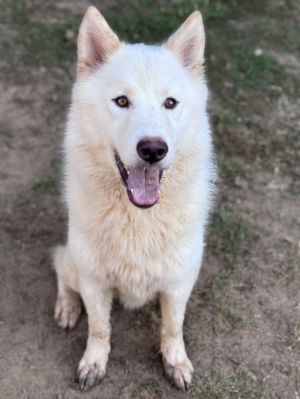 Buckle up for Edur the 45lb husky-mystery fluff-nado whos softer than a unicorns daydream and hot