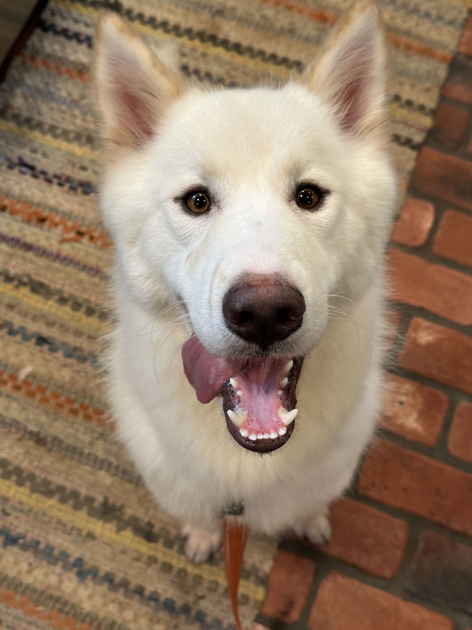 Edur, an adoptable Samoyed, Siberian Husky in Cumming, GA, 30028 | Photo Image 2