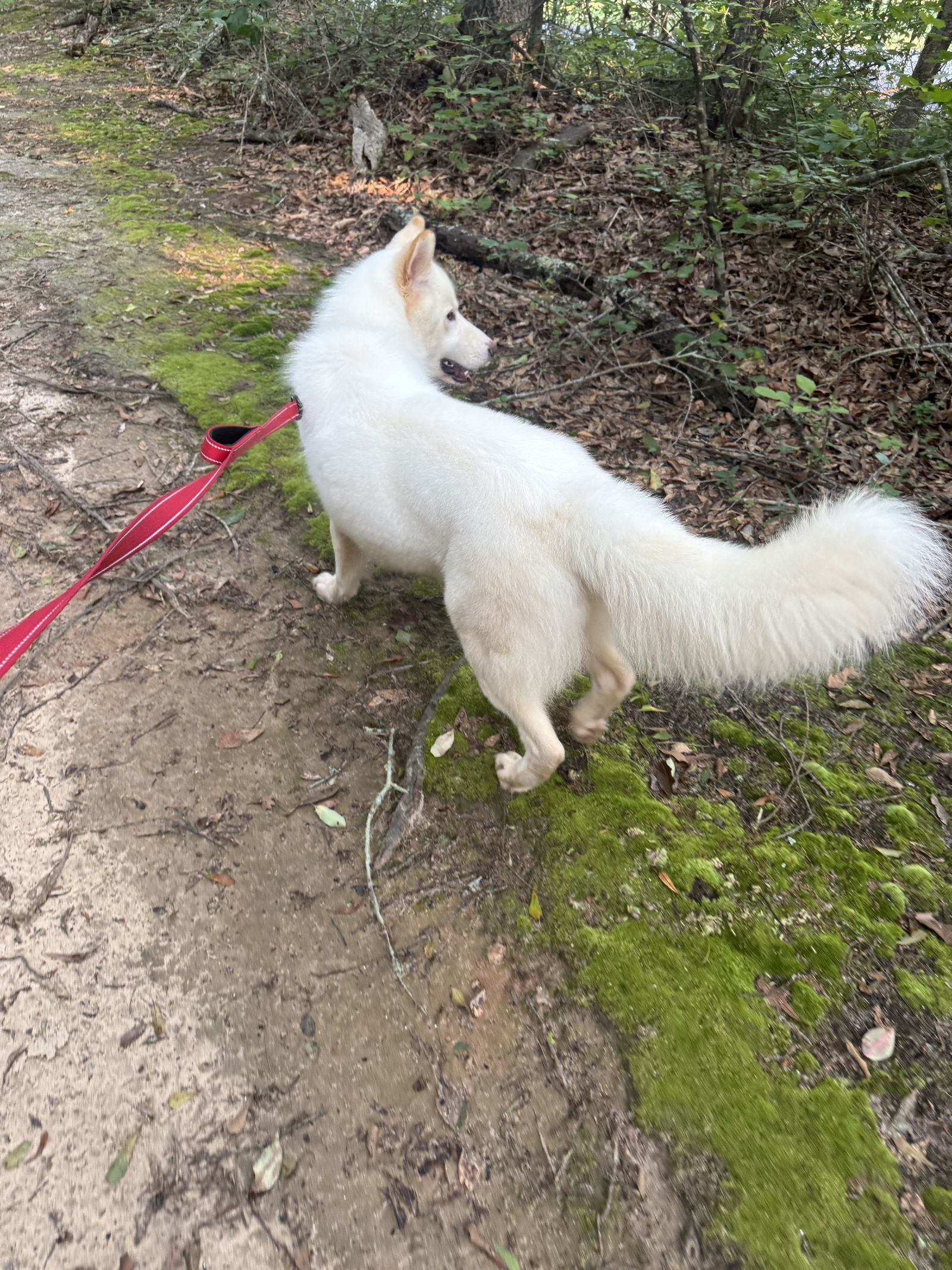 Edur, an adoptable Samoyed, Siberian Husky in Cumming, GA, 30028 | Photo Image 3