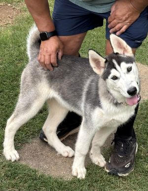 Lola Siberian Husky Dog