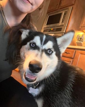 Meet Buddy a happy-go-lucky husky with a heart as big as the North Pole and a tail that never stops