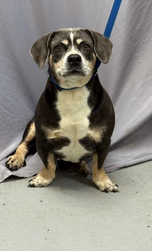Margaret II, Senior Female Beagle