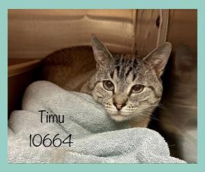 Primary Color Lilac Point Secondary Color Tabby Weight 7lbs Age 3yrs 0mths 0wks