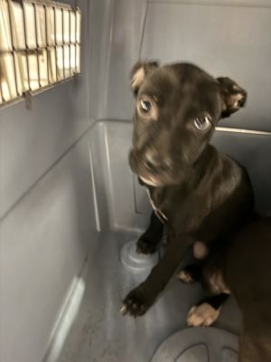 Primary Color Black Secondary Color White Weight 12lbs Age 0yrs 0mths 9wks Animal has been Spaye