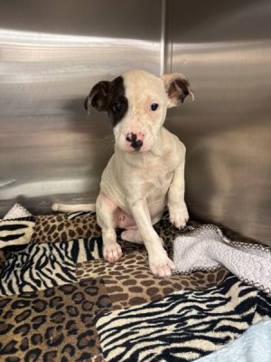 Dixie(322) Pit Bull Terrier Dog