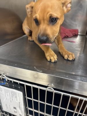 Primary Color Brown Weight 285lbs Age 0yrs 0mths 12wks Animal has been Spayed