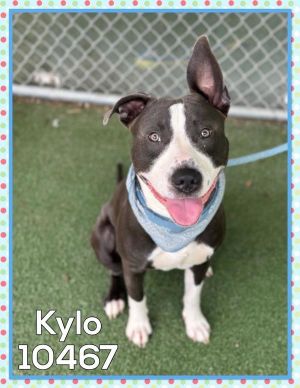 Primary Color Grey Secondary Color White Weight 55lbs Age 1yrs 6mths 1wks
