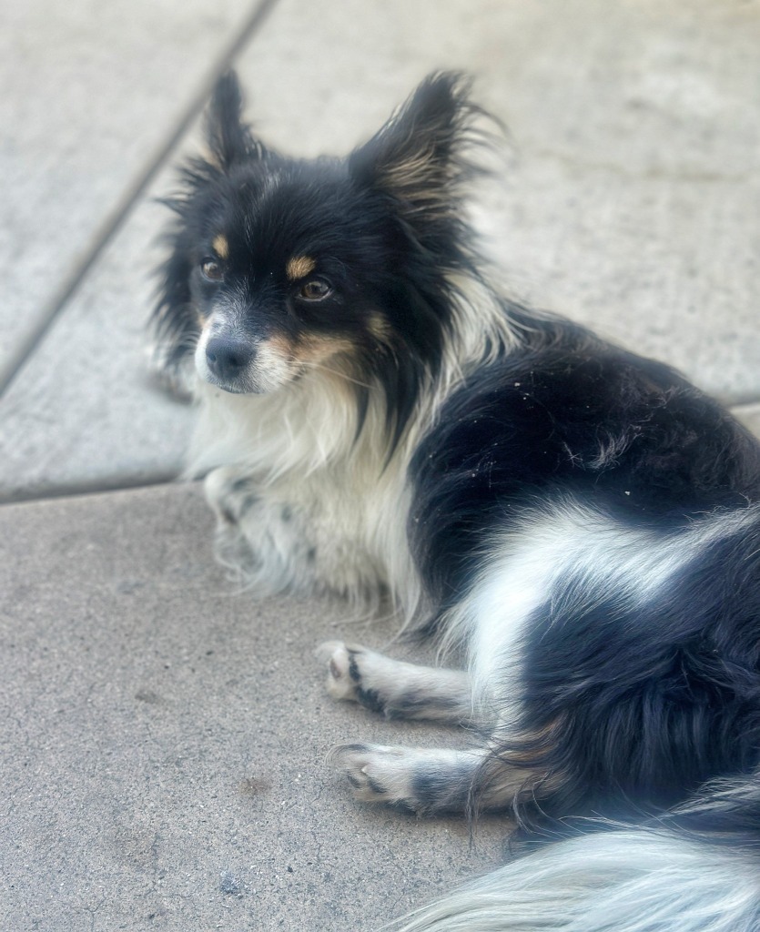 Coop, an adoptable Papillon in Tehachapi, CA, 93561 | Photo Image 1