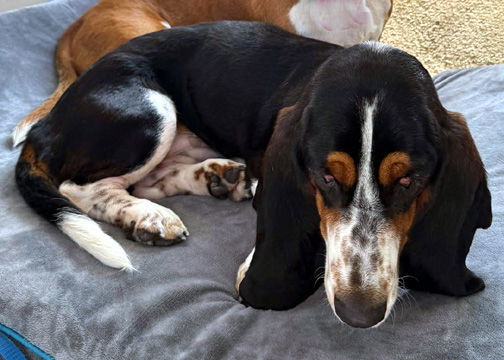 CRICKET - ADOPTION PENDING! 2