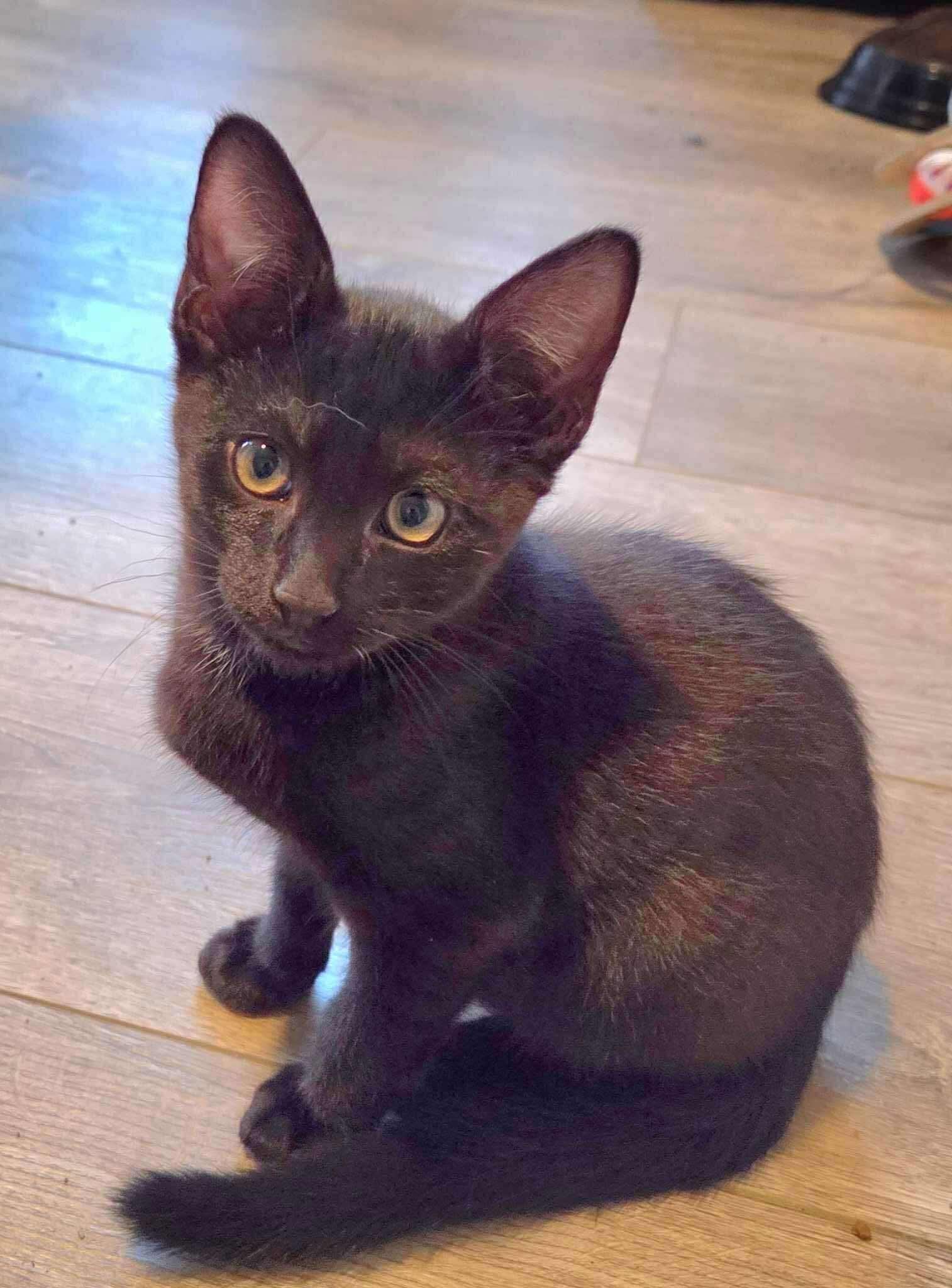 Jett