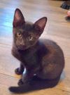 Jett photo 1