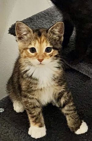 Katy, Baby Female unknown