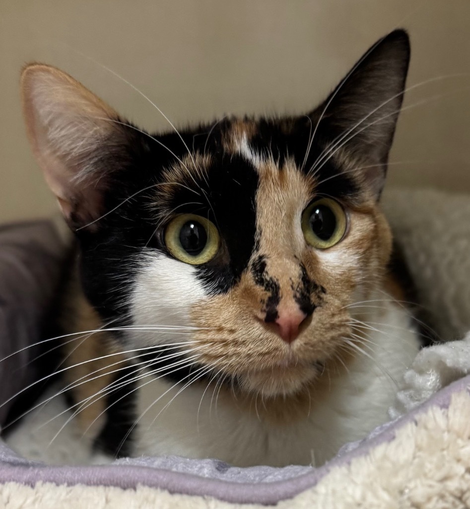 Libby, an adoptable Domestic Short Hair in Winnipeg, MB, R3H 0M1 | Photo Image 1