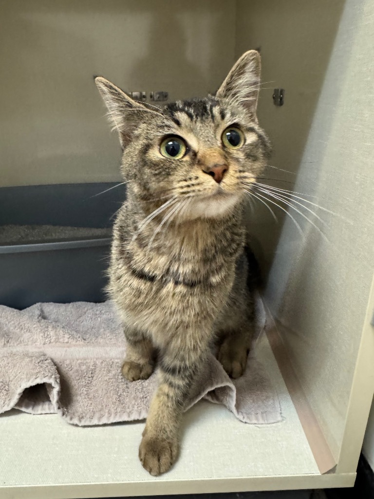 Wrex-A-Rilla, an adoptable Domestic Short Hair in Winnipeg, MB, R3H 0M1 | Photo Image 1