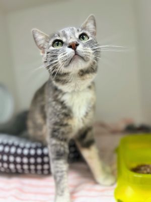 Cricket, Adult Female Domestic Short Hair