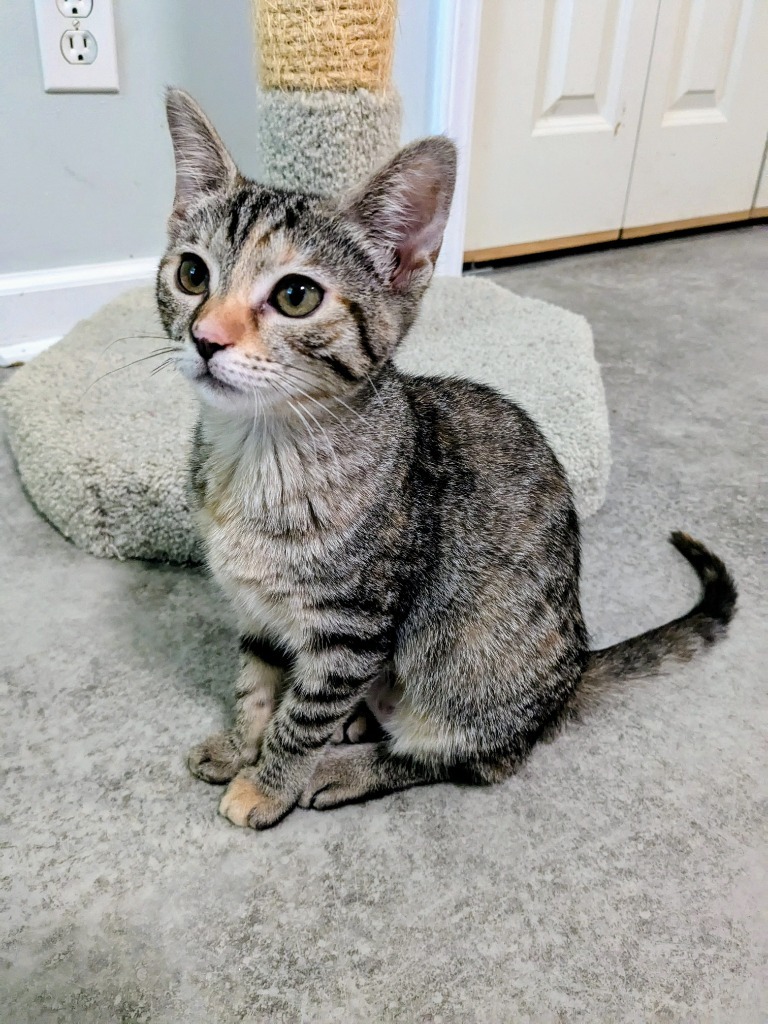 Carlotta