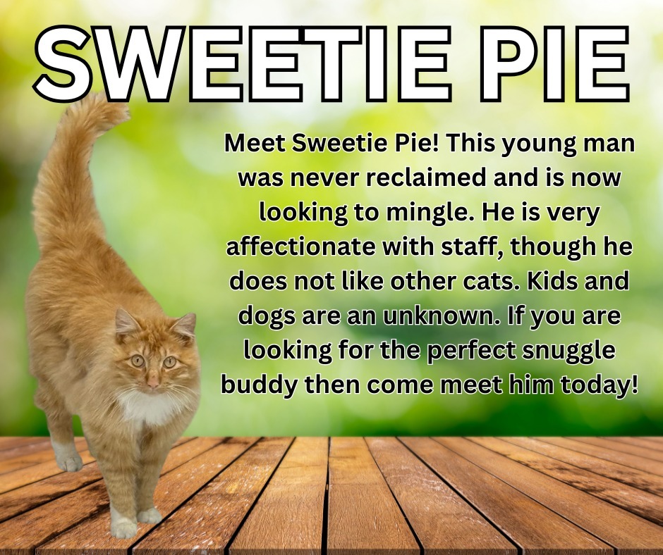 Sweetie Pie, an adoptable Domestic Long Hair in Kenai, AK, 99611 | Photo Image 1