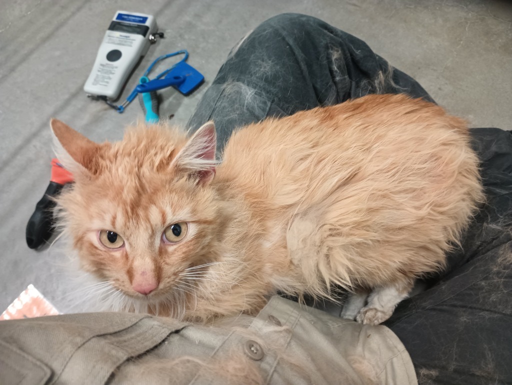 Sweetie Pie, an adoptable Domestic Long Hair in Kenai, AK, 99611 | Photo Image 2