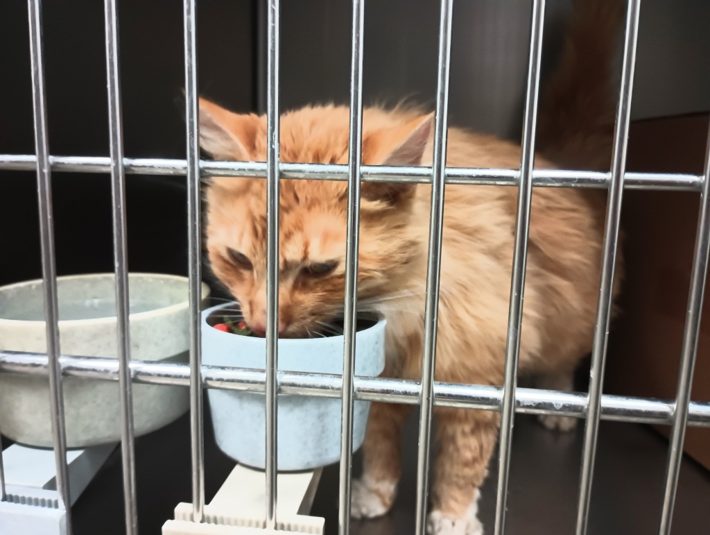 Sweetie Pie, an adoptable Domestic Long Hair in Kenai, AK, 99611 | Photo Image 3