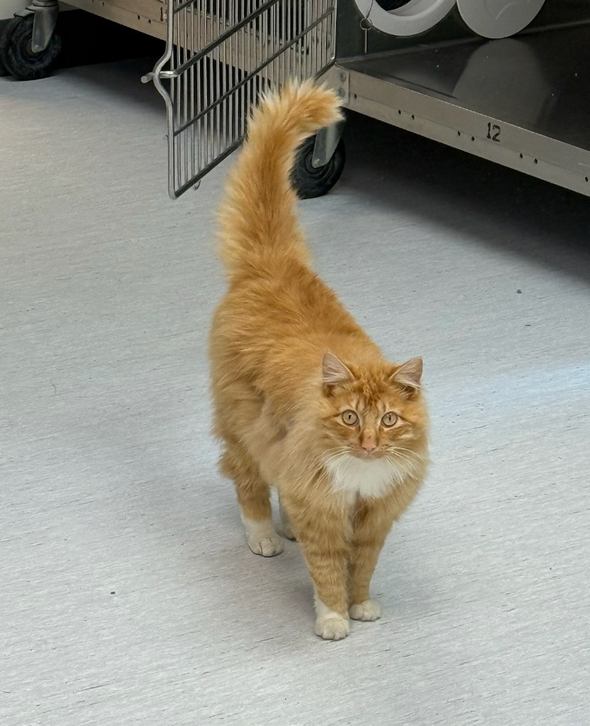 Sweetie Pie, an adoptable Domestic Long Hair in Kenai, AK, 99611 | Photo Image 4