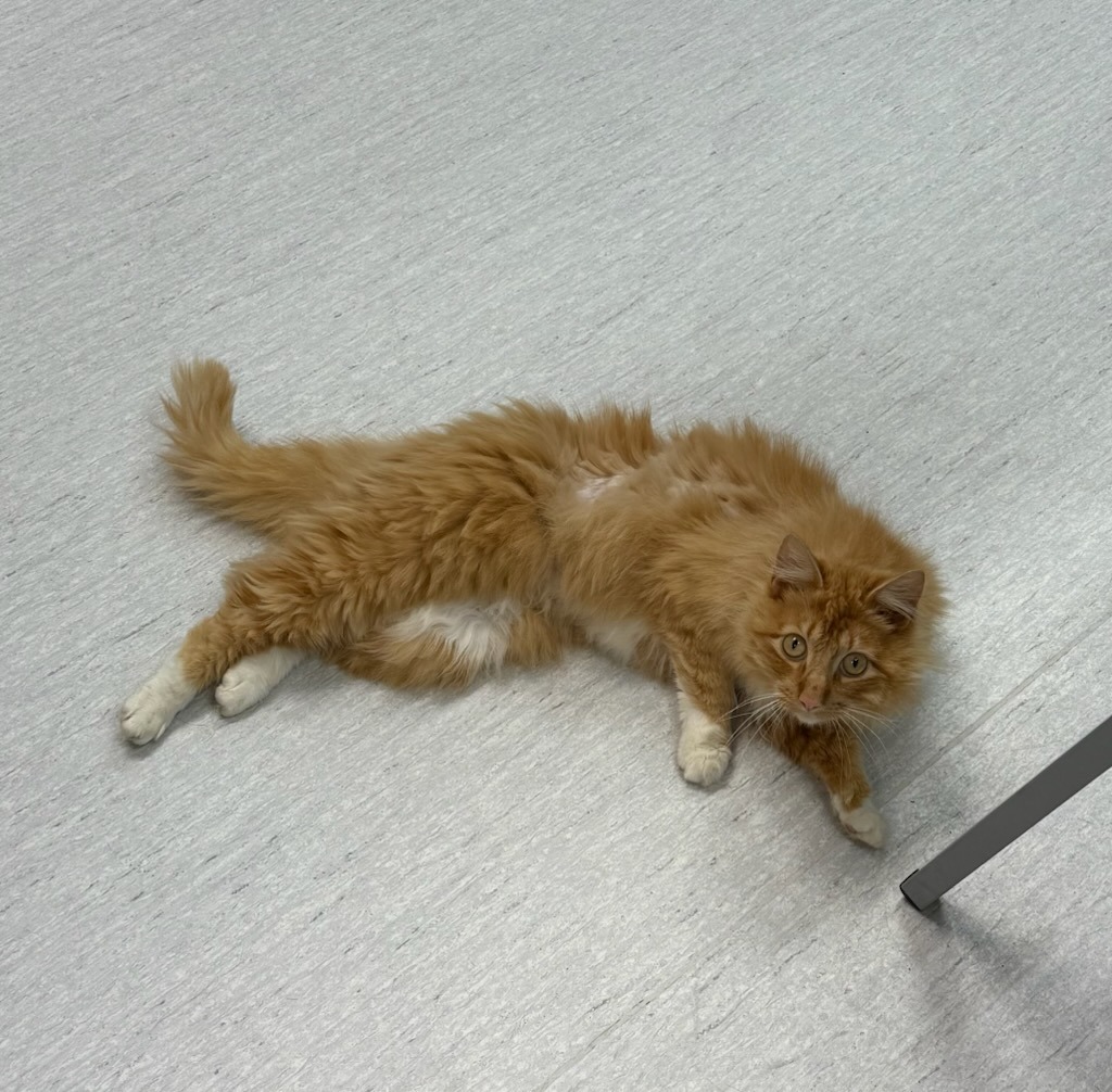 Sweetie Pie, an adoptable Domestic Long Hair in Kenai, AK, 99611 | Photo Image 5