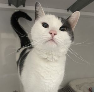 Daario, Senior Male Domestic Short Hair