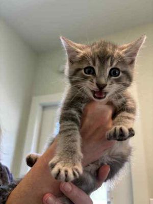 Milo, Baby Male Domestic Short Hair