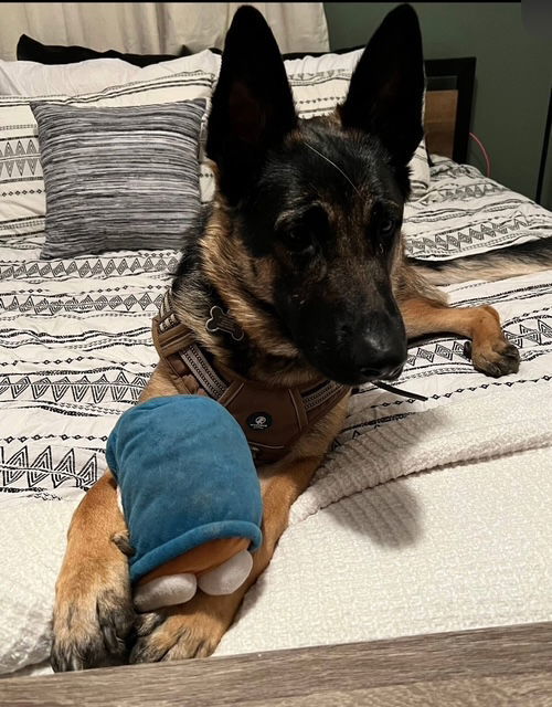 Bear: "My Home to Yours"