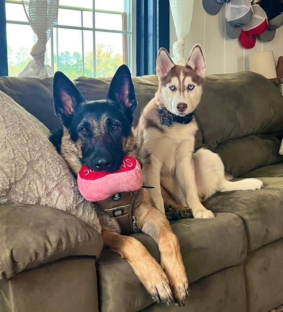 Bear: "My Home to Yours"