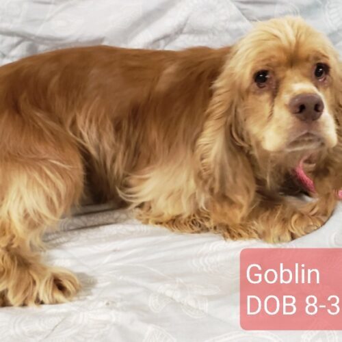 Goblin M 25038