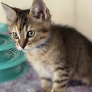 Kaida, Baby Female Domestic Short Hair