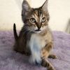 Kaida photo 6