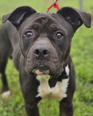 Queen, Adult Female Mixed Breed
