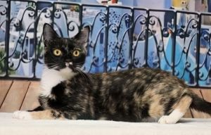Treasure, Adult Female Domestic Short Hair