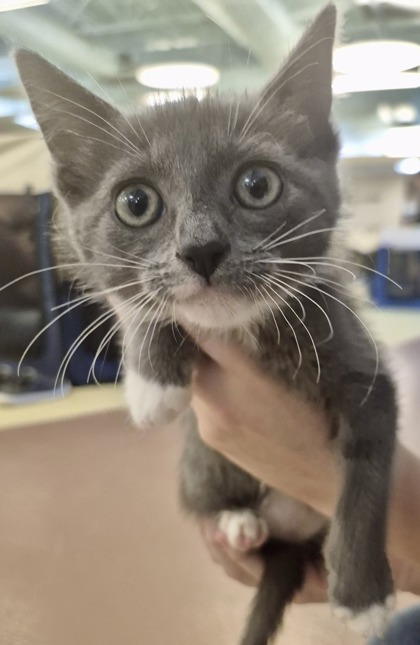 Xena