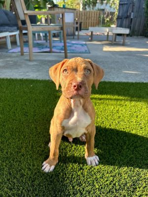 Wesson, Baby Male Boxer