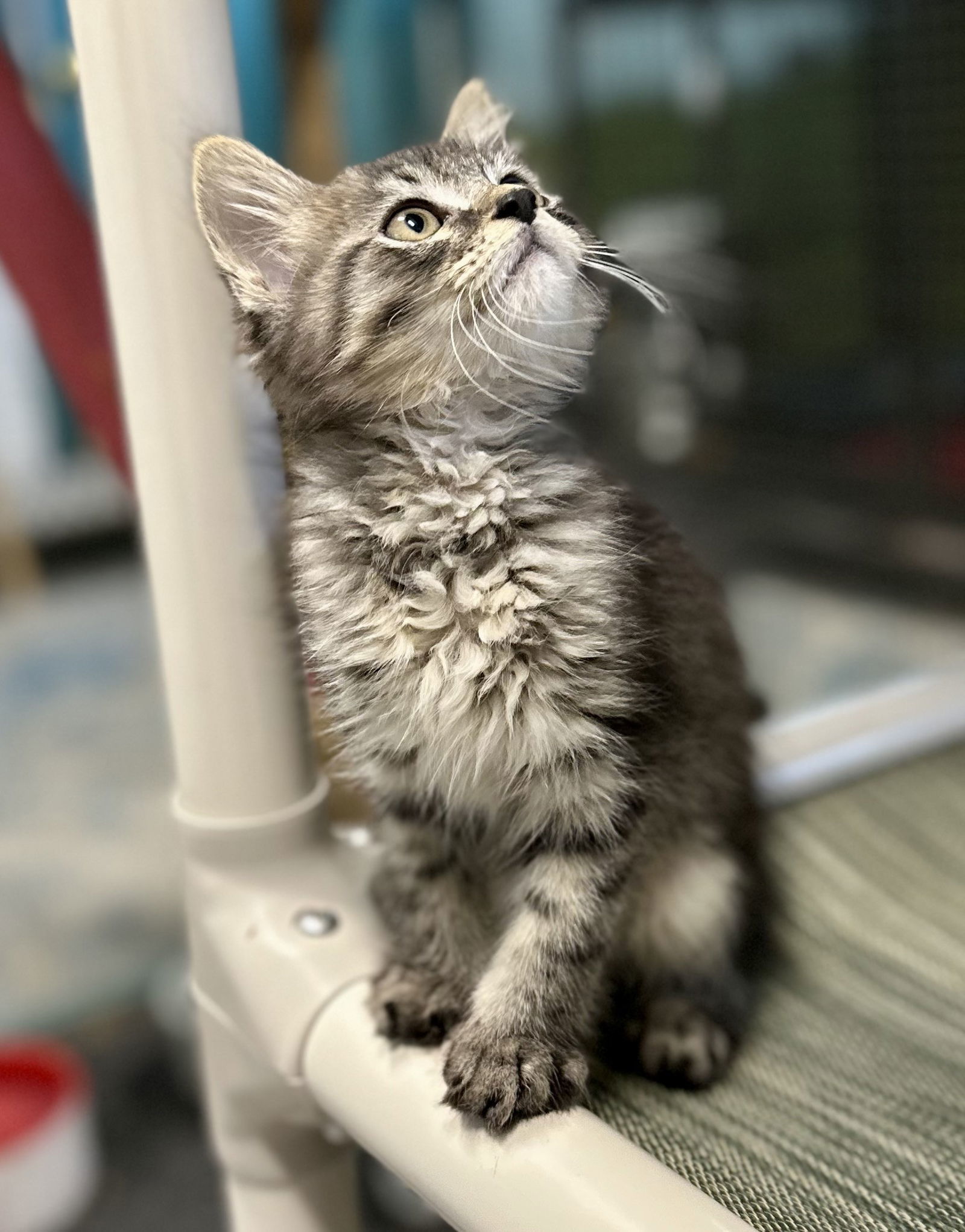 Flynn