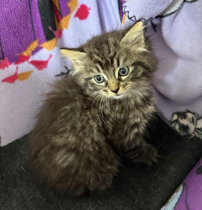 Nova