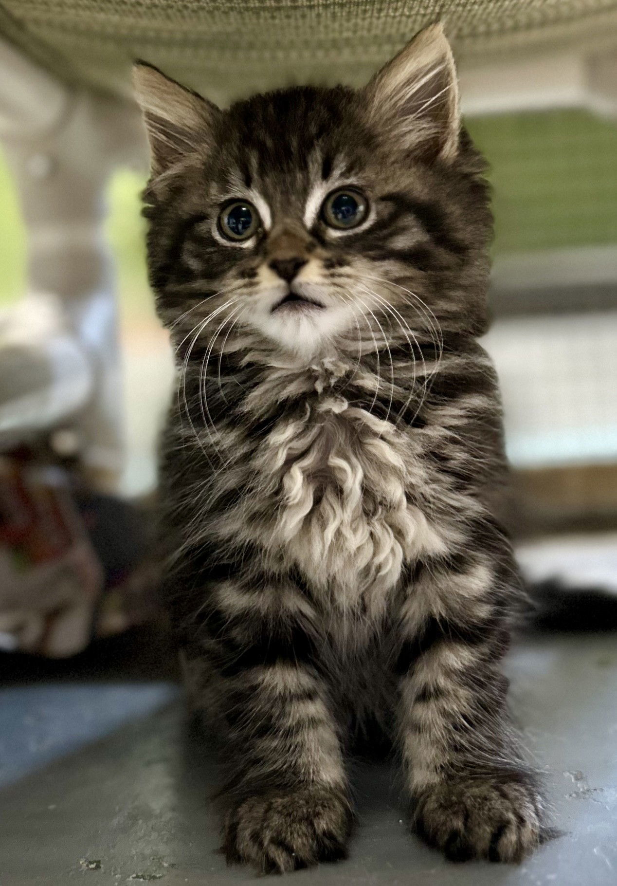 Nova